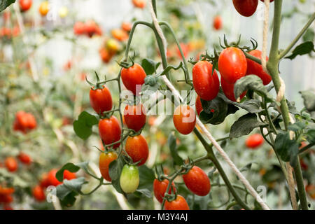 Tomato plant in garden of agricultural plantation farm at countryside in Nonthaburi, Thailand Stock Photo