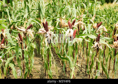 Waxy corn or Zea mays ceratina from agricultural corn plantation farm at countryside in Nonthaburi, Thailand Stock Photo