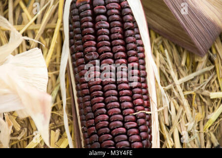 Waxy corn or Zea mays ceratina from agricultural corn plantation farm at countryside in Nonthaburi, Thailand Stock Photo