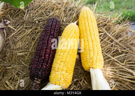 Waxy corn and Sweet Corn from agricultural corn plantation farm at countryside in Nonthaburi, Thailand Stock Photo