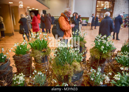 RHS Halls, Westminster, London, UK. 13 February, 2018. The Early Spring Plant Fair opens to celebrate the start of a new growing season, with a particular focus on snowdrops. Credit: Malcolm Park/Alamy Live News. Stock Photo
