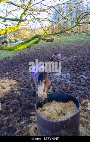 Glasgow, Scotland, UK. 13th February, 2018. UK Weather: Clydesdale horses wearing their winter coats in the grounds of Pollok Country Park on an afternoon of sunny spells. Credit: Skully/Alamy Live News Stock Photo