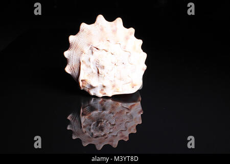 Sea snail shell. Big sea Snail shell on black reflective studio background. Isolated black shiny mirror mirrored background for every concept.. Stock Photo