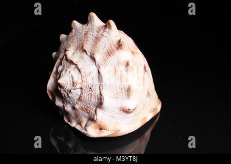 Sea snail shell. Big sea Snail shell on black reflective studio background. Isolated black shiny mirror mirrored background for every concept. Stock Photo
