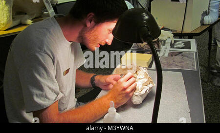 Danny Working On Oreodont Skull Fossil 6.  Danny Working On Oreodont Skull Fossil 6 Stock Photo