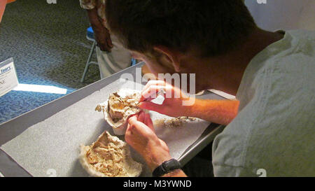 Danny Working On Oreodont Skull Fossil 1.  Danny Working On Oreodont Skull Fossil 1 Stock Photo