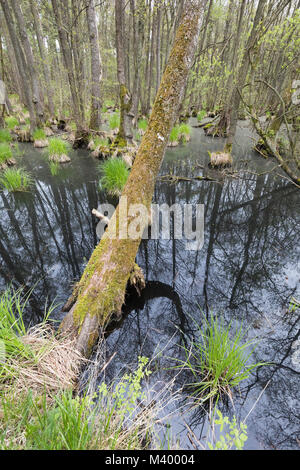 Forest, Fischland Darß, Germany Stock Photo