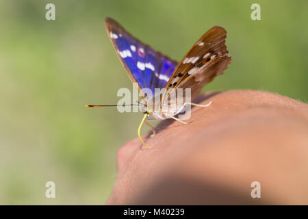 Lesser purple emperor Stock Photo