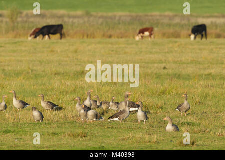 Greylag Geese (Anser anser) flock and grazing cattle on rough grassland, St. Aidans RSPB reserve, West Yorkshire, England, September Stock Photo