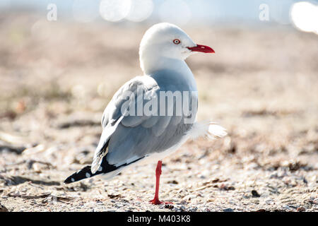 Red billed gull standing on one leg on a beach in New Zealand Stock Photo