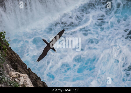 Brown booby (Sula leucogaster) seabird flying near a cliff over a wild blue ocean in Tonga Stock Photo