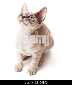 chocolate kitten whith blue eyes isolated on white backround Stock Photo