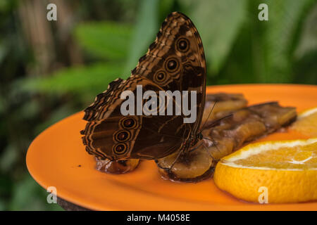 Morpho peleides butterfly eating some fruit, the Peleides blue morpho, common morpho or the emperor Stock Photo