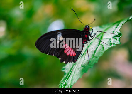 Parides iphidamas, the Iphidamas cattleheart buuterfly Stock Photo