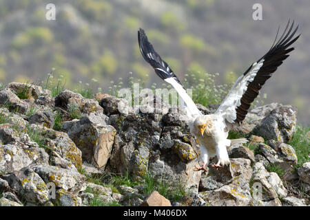 Egyptian Vulture (Neophron percnopterus) Landing on Mountains Stock Photo