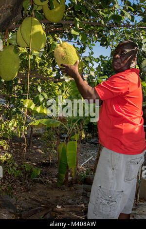 Man in red top picking fruit from a Jackfruit cluster on tree in jamaica, west indies, caribbean Stock Photo