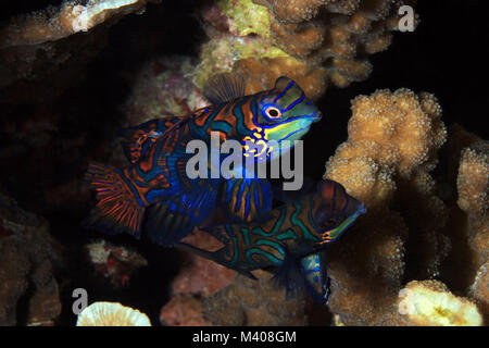 Mandarinfish Couple (aka Mandarin Dragonet, Synchiropus splendidus), about to Mate. Moalboal, Philippines Stock Photo