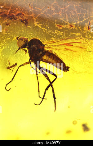 long-tailed dance fly imprisoned in baltic amber Stock Photo