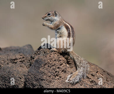 Barbary Ground Squirrel (Atlantoxerus getulus) sat on rocks Fuerteventura Spain. Stock Photo