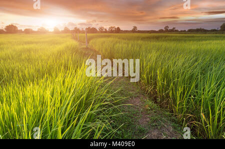 Green rice plant field in Thai farmland the most agricuture industry in outdoor low sunrise lighting. Stock Photo