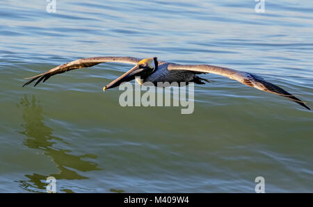 Brown Pelican soaring over the waves in the Bay of Banderas (Bahía de Banderas) near Puerto Vallarta, Nayarit, Mexico. Stock Photo