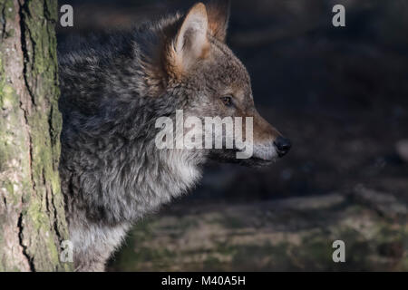 gray wolf, Canis lupus, portrait of head, adult, young. Stock Photo