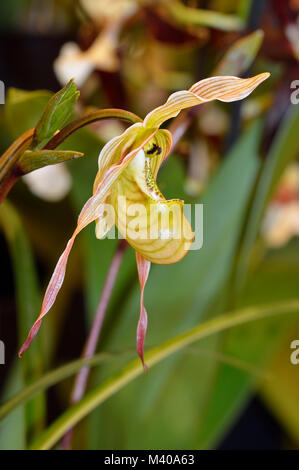 Pearces Phragmipedium Slipper Orchid - Phragmipedium pearcei  From Peru, Columbia, Costra Rica, Ecuador Stock Photo