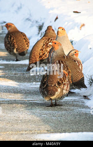 Gray Partridge walk along a sidewalk in winter. Stock Photo