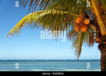 HDR of Coconut Palm Tree & Ocean Background Stock Photo
