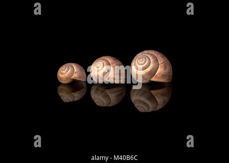 Three empty snail houses Stock Photo