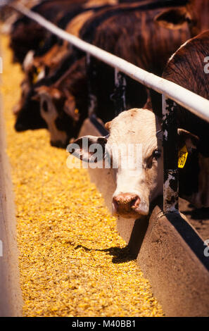 Cattle marked with identifying ear tags await slaughter as they are ...