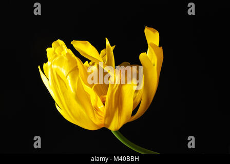 Yellow tulip on black background, still life Stock Photo