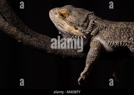 A male bearded dragon laying on a plastic vine Stock Photo