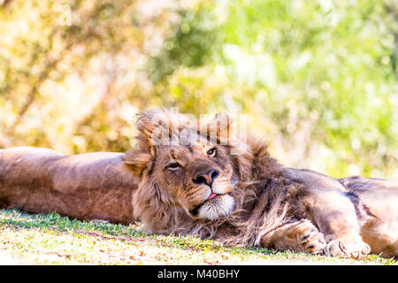 A lion rests while peering up to scan the area for intruders. Stock Photo