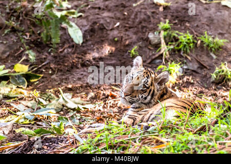 A rare and powerful Sumatran tiger rests in a shaded area during a safari Stock Photo