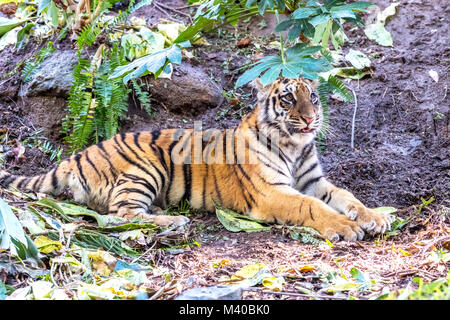 A rare and powerful Sumatran tiger rests in a shaded area during a safari Stock Photo