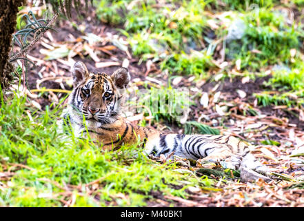 A rare and powerful Sumatran tiger rests in a shaded area during a safari Stock Photo