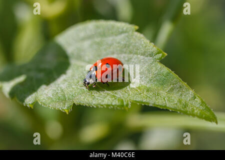 Red and black Lady beetle sitting on a leaf. Nepal. Stock Photo