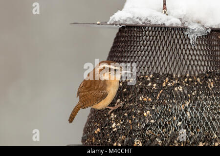 Carolina Wren on seed feeder. Stock Photo