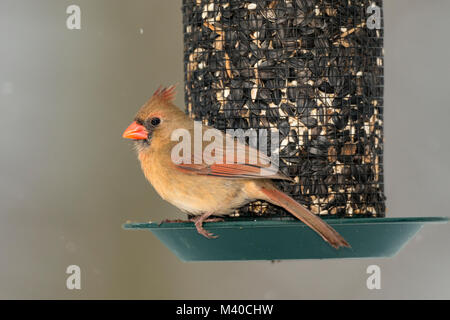 Female Northern Cardinal on seed feeder. Stock Photo