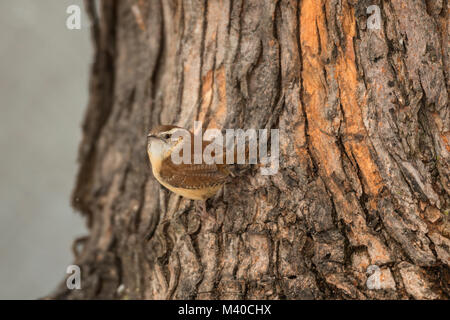 Carolina Wren on seed feeder. Stock Photo