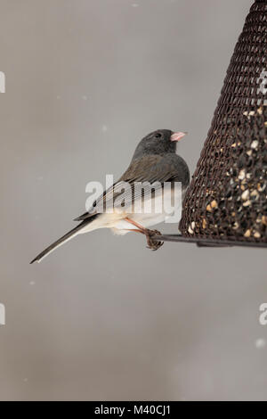 Dark-eyed Junco perched on seed feeder. Stock Photo