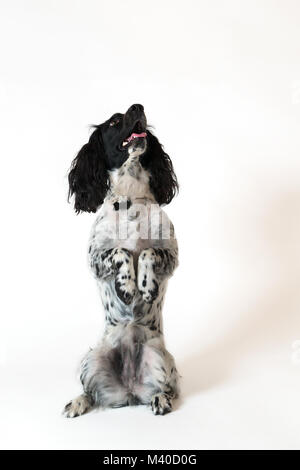 Beautiful female spaniel sits on its hind legs on white background Stock Photo