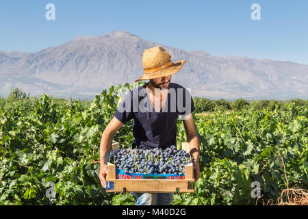 Unidentified man holds crate of grapes at harvesting in the vineyard.Uzumlu,Erzincan,Turkey.07 September 2014 Stock Photo