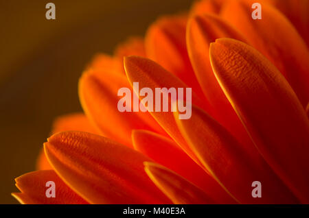 Extreme closeup of orange Gerbera Daisy flower petals, side view Stock Photo