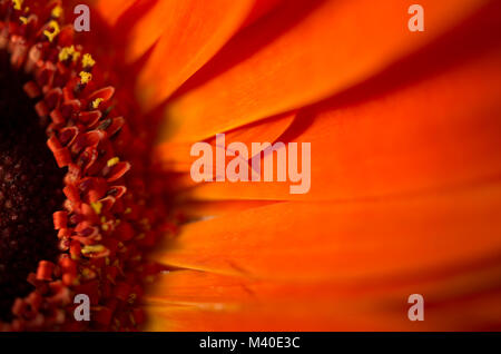 Extreme closeup of portion of orange Gerbera Daisy flower, top view Stock Photo