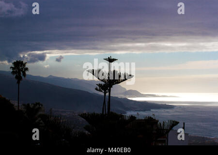 Silhouettes of agave flowering at sunset against Mediterranean Sea. Costa Brava, Spain. Stock Photo