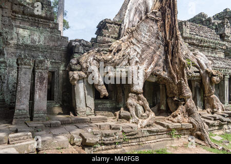 Roots of a banyan tree at Ta Prohm temple in Angkor, Siem Rep, Cambodia Stock Photo