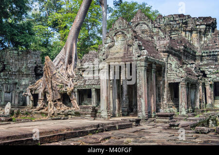 Roots of a banyan tree at Ta Prohm temple in Angkor, Siem Rep, Cambodia Stock Photo