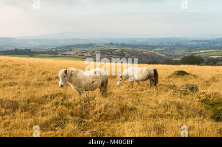 Dartmoor hill ponies grazing near Pew Tor, Dartmoor National Park, Devon, UK.  The town of Tavistock can be seen in the distance. Stock Photo